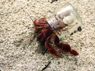 hermit crab